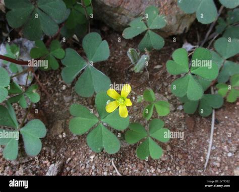 Creeping Woodsorrel (Oxalis corniculata Stock Photo - Alamy