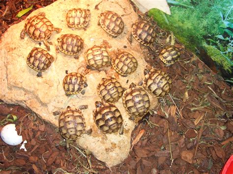 Maurische Landschildkröten NZ 2010 und 2011 in artgerechte Haltung ...