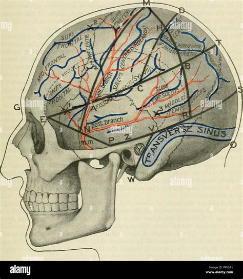 External Occipital Protuberance