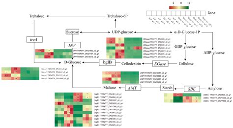 Deciphering Molecular Pathways of Bletilla striata Seeds Symbiotic ...