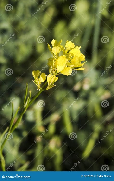 Wild Mustard Plant stock image. Image of shrub, grow, brassica - 367875