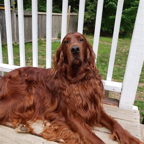 Candia Woods Irish Setters in New Hampshire | Irish Setter puppies ...