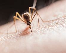 Image result for Second malaria vaccine