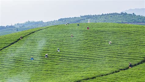 中国茶叶种植面积最大的省份是贵州 - 知乎