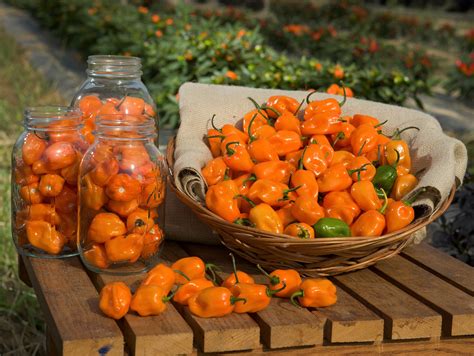 Orange habanero peppers free image download