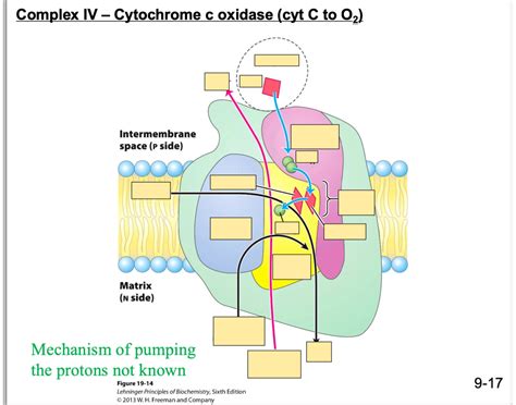 Complex IV: Oxidative Phosphorylation Quiz