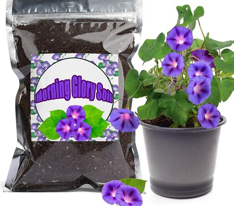Amazon.com : Doter Organic Morning Glory Soil Mix 1qt, Indoor Plants ...