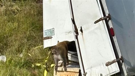 'Aggressive' research monkeys on the loose after truck crash in ...