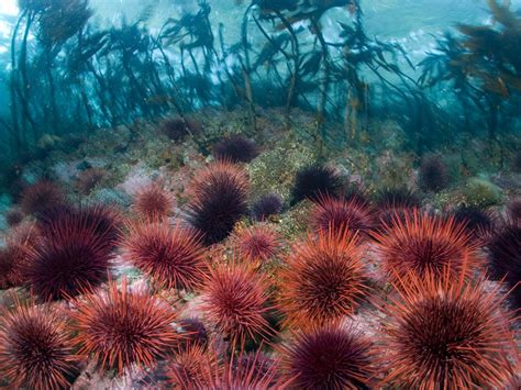 The Most Staggering Health Benefits Of Sea Urchins - Health Cautions