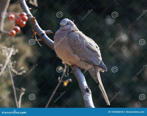 Pearl-necked Dove/spotted Dove/lace-necked Dove/Streptopelia Chinensis ...