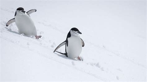 Celebrate World Penguin Day With 15 Cool Ways Penguins Thrive In The ...