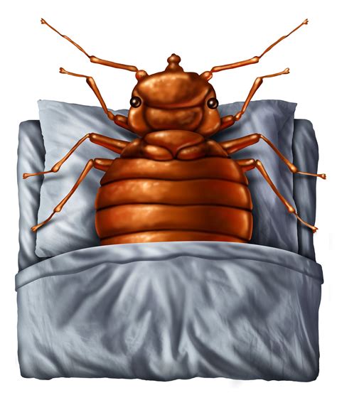 Can Bed Bugs Fly? Bed Bug Facts and Myths | While bed bugs love ...
