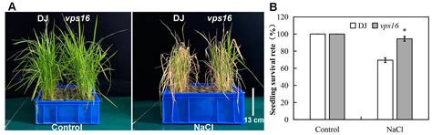 OsVPS16 Deficiency Enhances Salinity Tolerance in Rice by Regulating ...