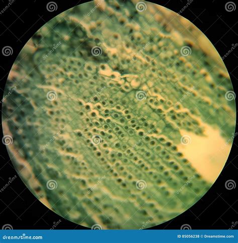 Plant Cells Under a Microscope Stock Photo - Image of cell, halogen ...