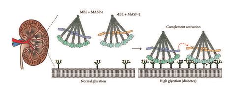 Image result for Lectin Pathway Animation