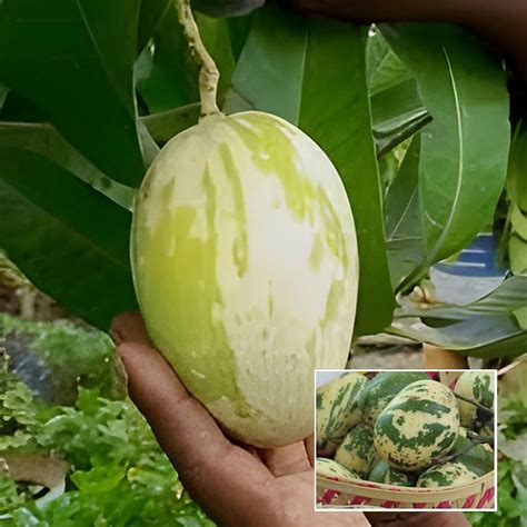 VARIEGATED MANGO Plants (Grafted) – Haven plant