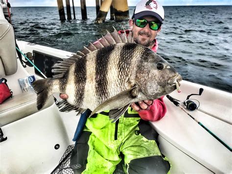 Sheepshead Fish