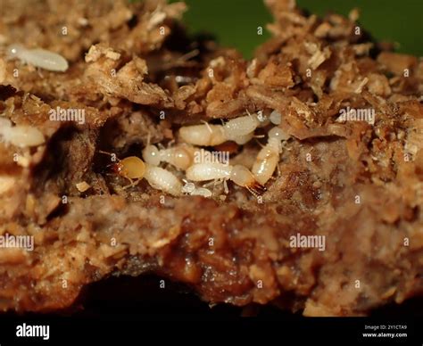 Termite Larvae and Workers in Nest Stock Photo - Alamy
