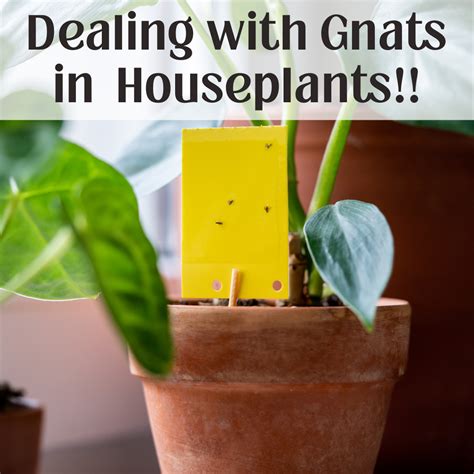 Dealing with Gnats in Houseplants – Easy DIY Fix – Ecofynd