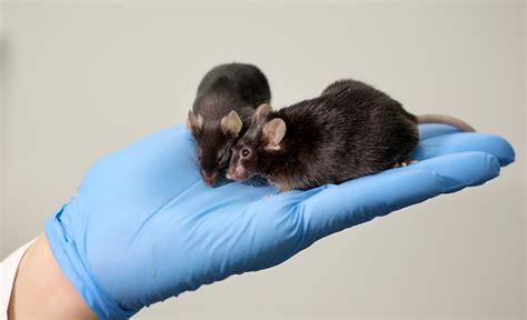 Mice strains - Enamine