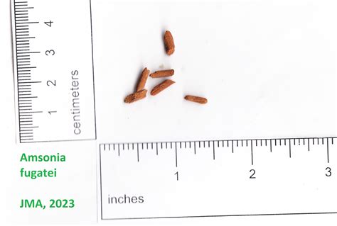 Native Wildflower Seed Gallery