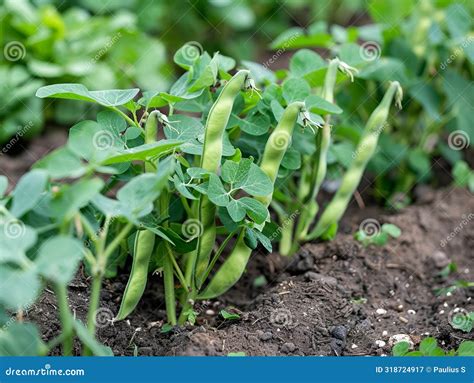 Growing Fava Bean Plants in an English Garden: a Vibrant Vegetable Plot ...