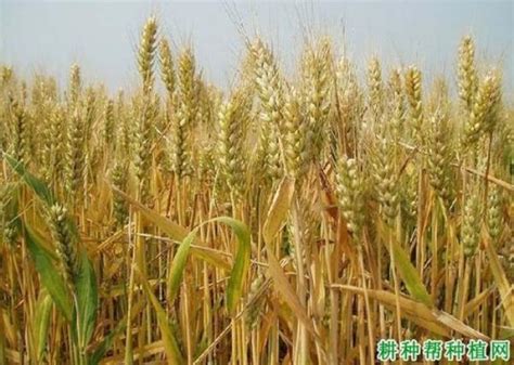 高产早熟小麦品种排行榜