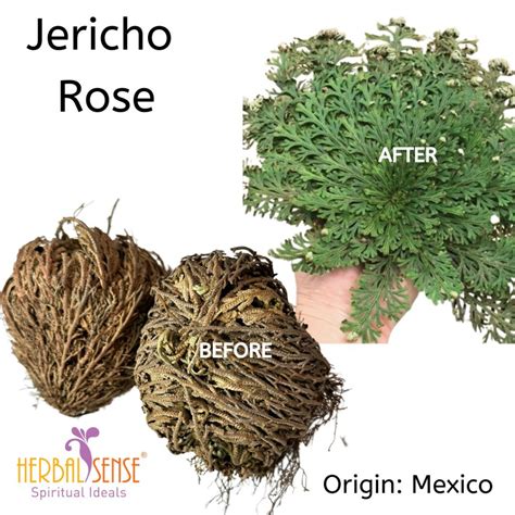 Rose of Jericho Resurrection Flower Bring Good Fortune From Mexico ...