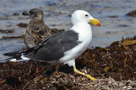 Explore the 35 Incredible 4-Letter Birds - A-Z Animals