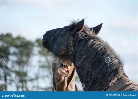 Two Horses Greeting and Biting Each Other Stock Photo - Image of fight ...