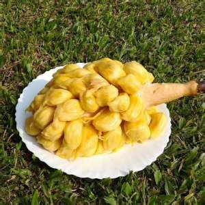 No: 1 Tropical Fruit Plant Nursery in Asia | Homegrown Biotech