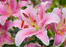 significato fiori giglio giglio significato simbologia e linguaggio giglio significato fiori giglio giglio significato simbologia e linguaggio giglio