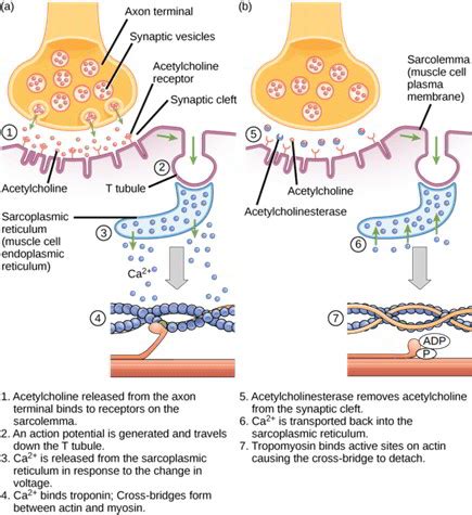 Image result for Excitation-Contraction Coupling Process