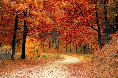 The Science Behind: Why Do Leaves Change Colour in Fall? Check Here!
