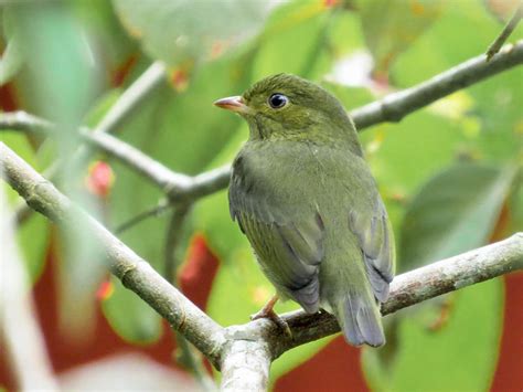 Red-capped Manakin - eBird