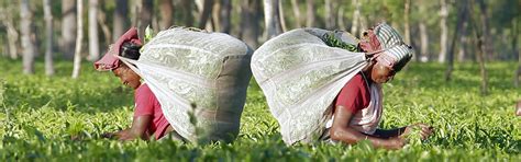 Home [schools.fairtradeindia.org]