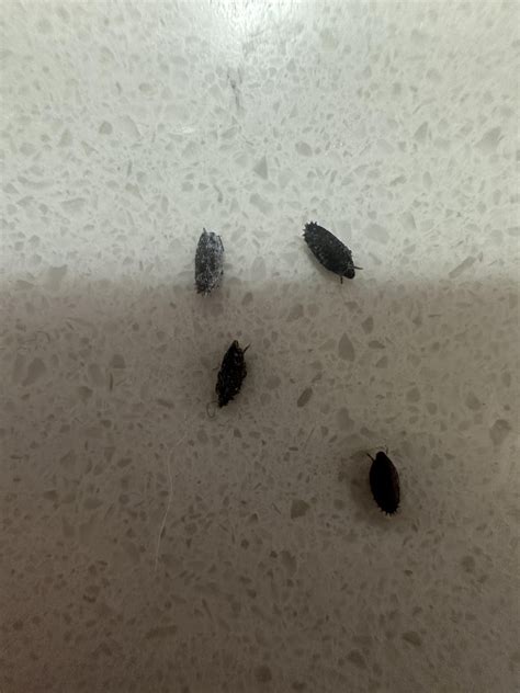 Small Bugs In Bathroom Sink Drain