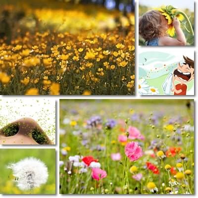 Image result for Spring Fever Java