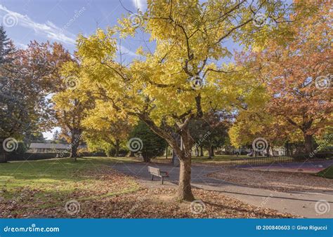 Golden Autumn in a Public Park Gresham Oregon Stock Image - Image of ...
