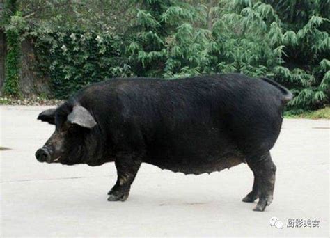 中国三大名猪,中名猪,关中黑猪(第2页)_大山谷图库