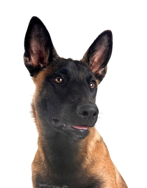 Puppy malinois in studio | Premium Photo