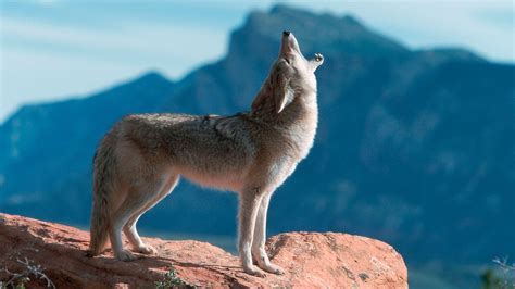 Coyote Howling
