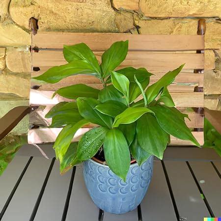Costus Igneus Insulin Plant, Live Original Insulin Plant for Diabetes ...