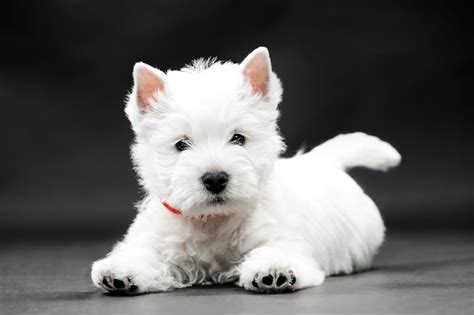 west highland white terrier | Westie dogs, West highland terrier puppy ...