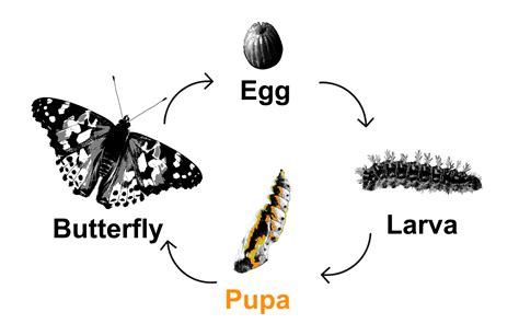 Insect Larvae Identification Guide