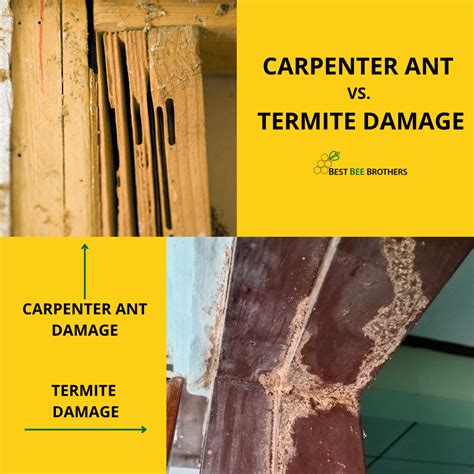 Carpenter Ants Vs Termites Damage What Carpenter Ant Damage Looks Like