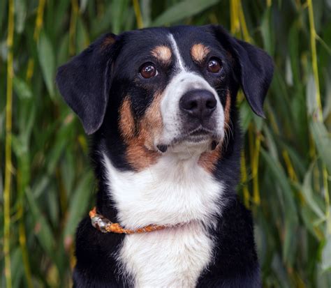 Der Entlebucher Sennenhund im Rasseportrait | HUNTER Magazin