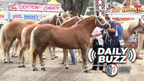 Showing Animals is a Family Tradition at the Fair | Business Journal Daily