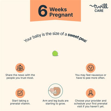 6 Weeks Pregnant: Baby Size, Symptoms, and Changes - Twill Care