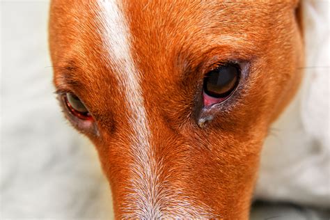 What Causes Excessive Eye Boogers In Dogs at David Montelongo blog